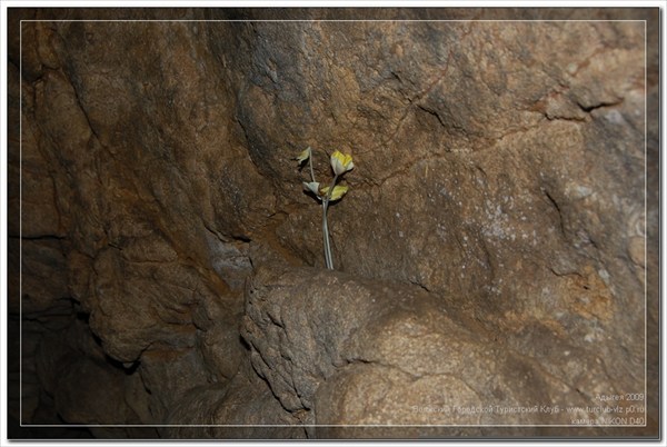 Пещера Духан - в пещере росток